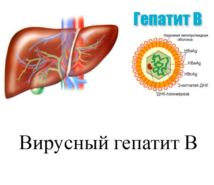 гепатит B